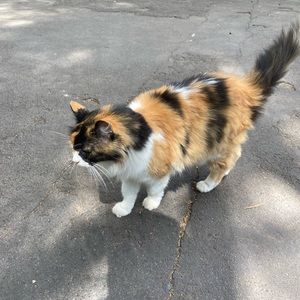 Meet your Posher, Sofia